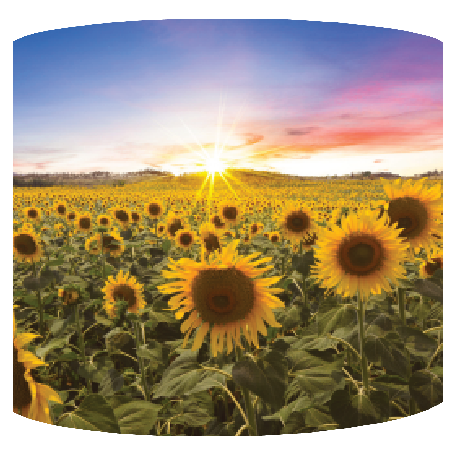 GIRASOL